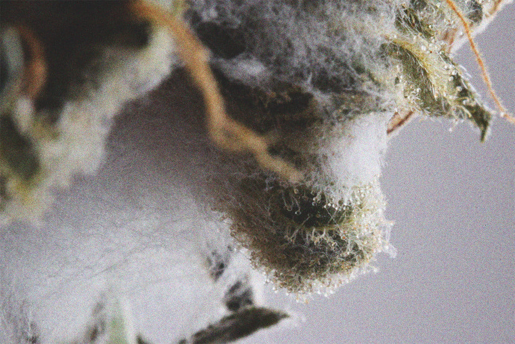 Stoner Alert: Smoking Moldy Cannabis