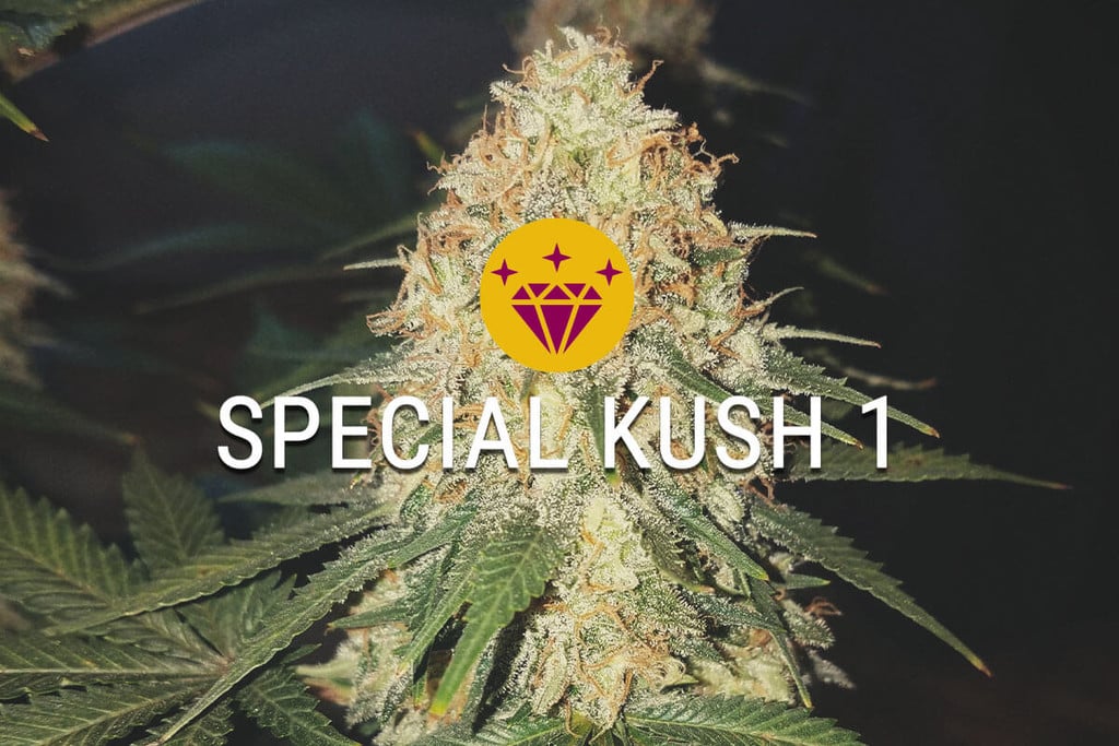 Special Kush 1: A Special Indica Indeed