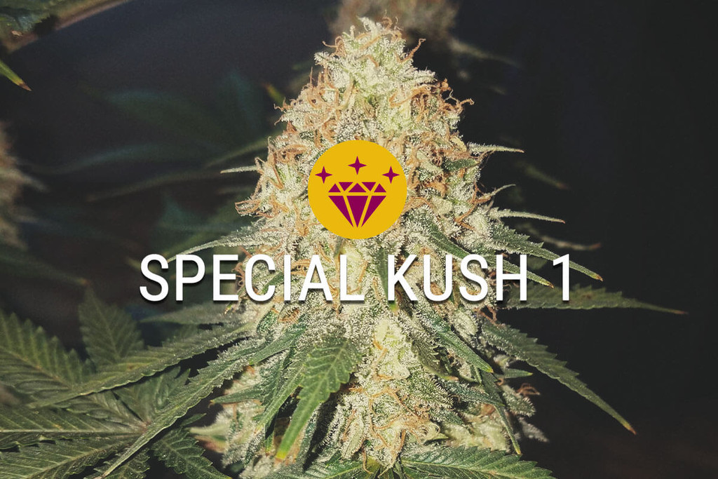Special Kush 1: A Special Indica Strain