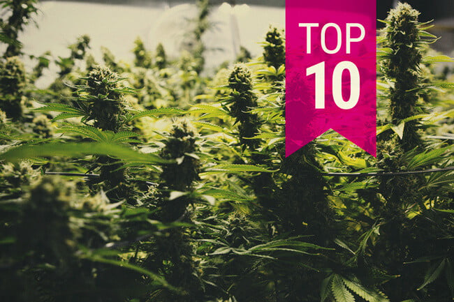Top 10 Biggest Yielding Cannabis Strains (2024 Update)