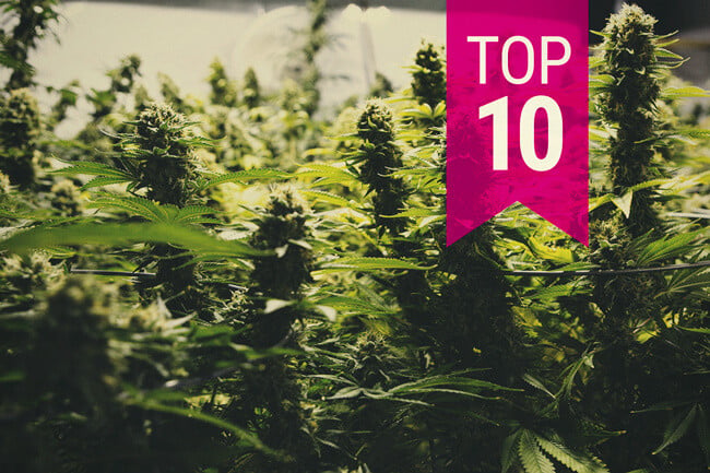 Top 10 Biggest Yielding Cannabis Strains (2026 Update)