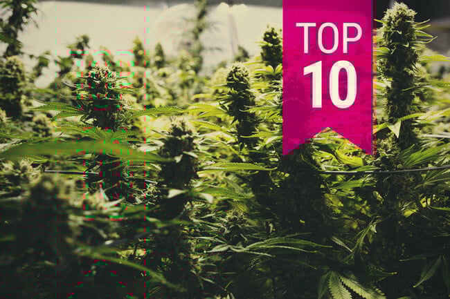 Top 10 Biggest Yielding Cannabis Strains (2025 Update)