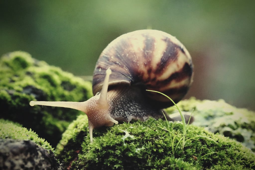 How To Get Rid Of Slugs And Snails