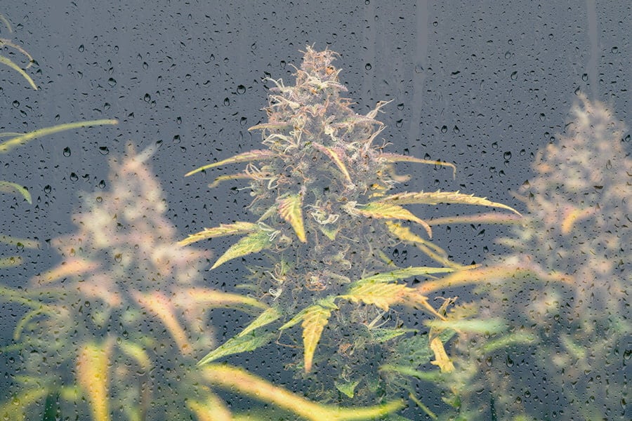 Hot Tips For Growing Weed In Cold Weather