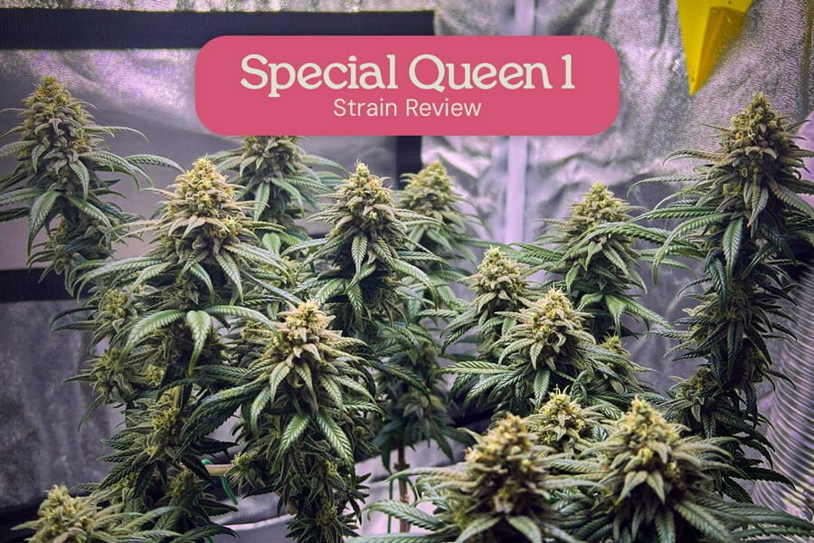 Special Queen - A Potent And Balanced High