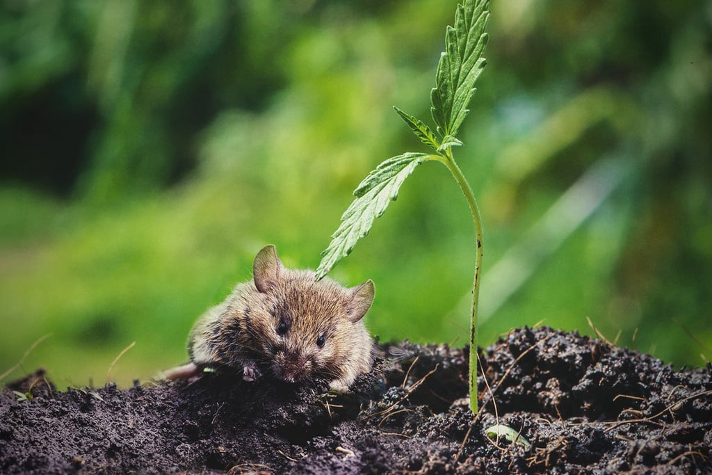 How to Protect Weed Plants From Mice and Rats