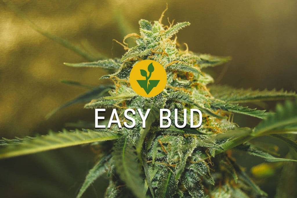 Easy Bud Strain: Start Growing Cannabis The Easy Way