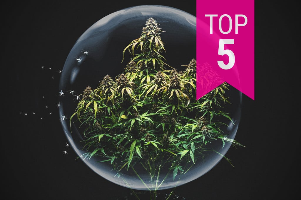 The Top 5 Most Pest-Resistant Cannabis Strains