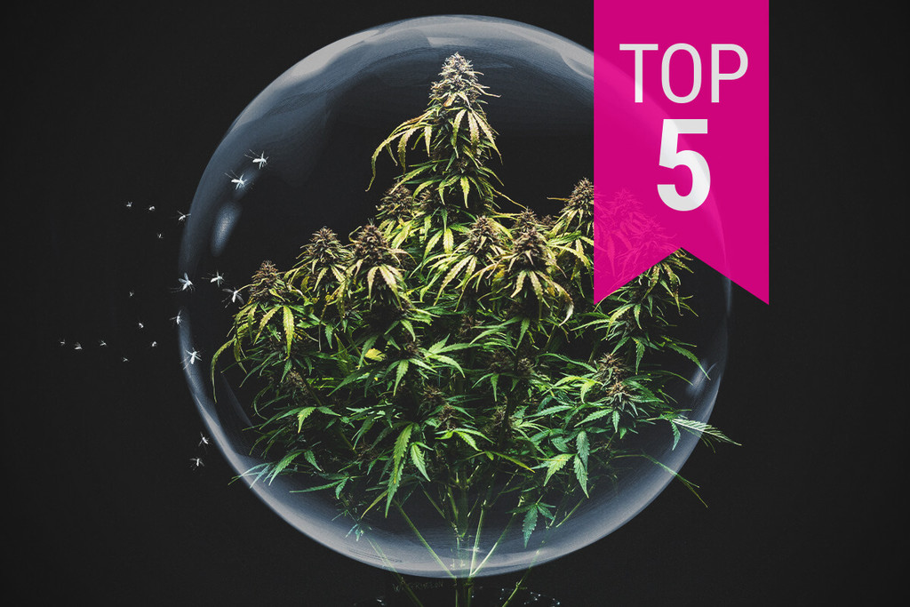 The Top 5 Most Pest-Resistant Cannabis Strains