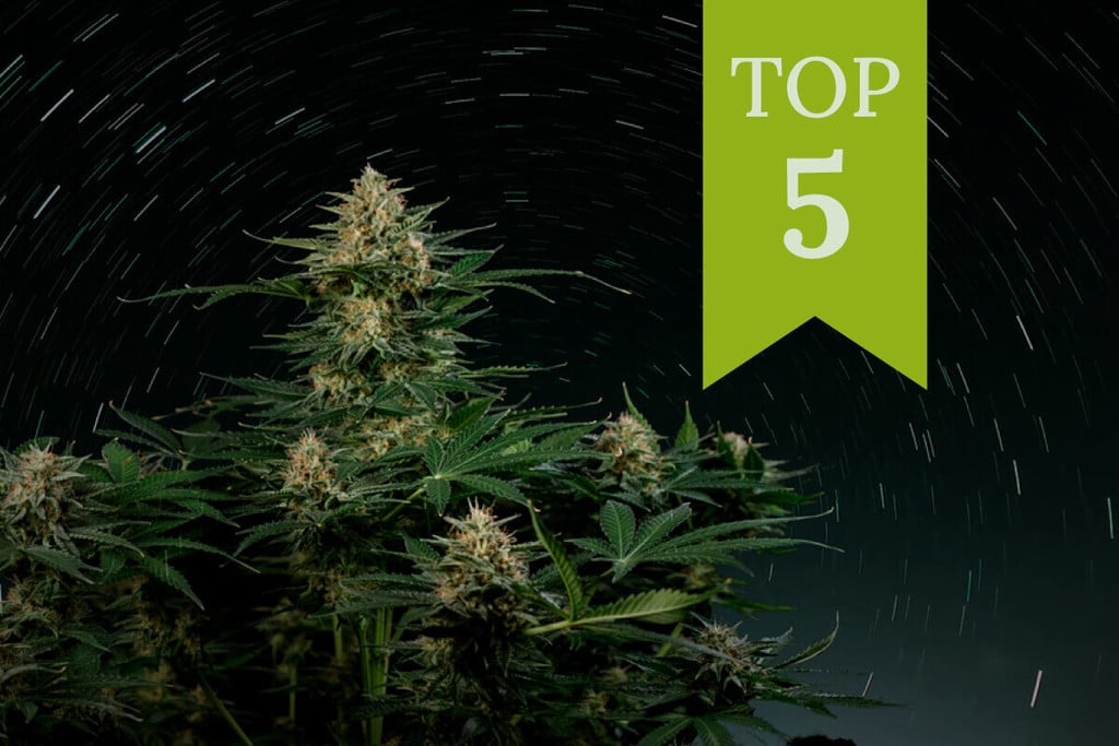 Top 5 High-THC Autos of 2024