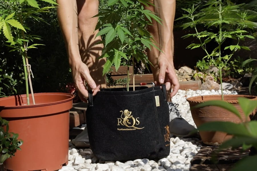 Types Of Pots For Growing Weed