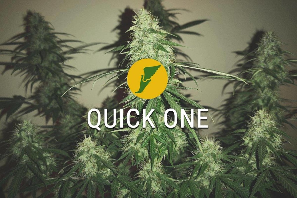 Quick One Strain: First At The Finish Line
