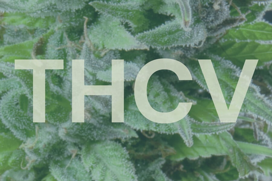 THCV, An Up And Coming Member Of The Cannabinoid Family