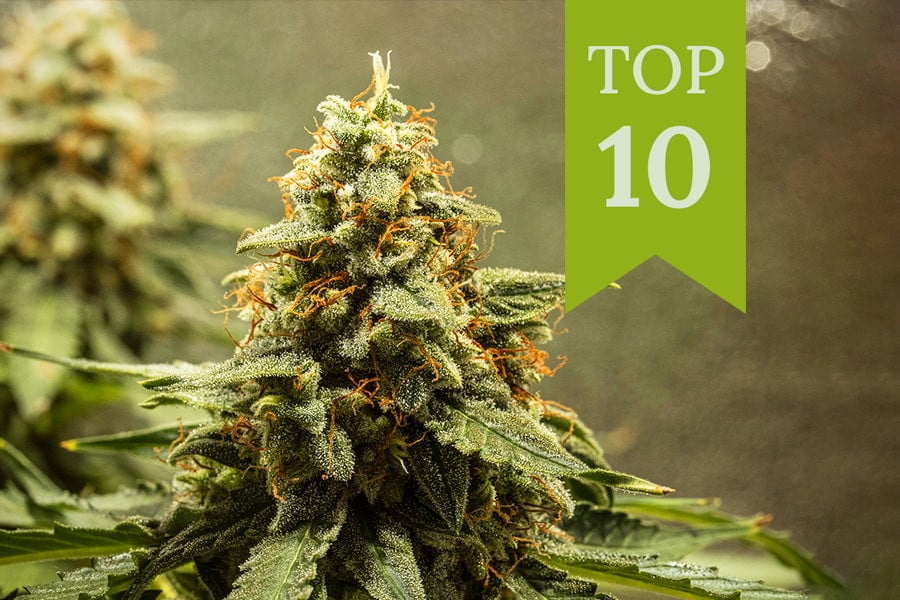Top 10 Autoflowering Weed Strains