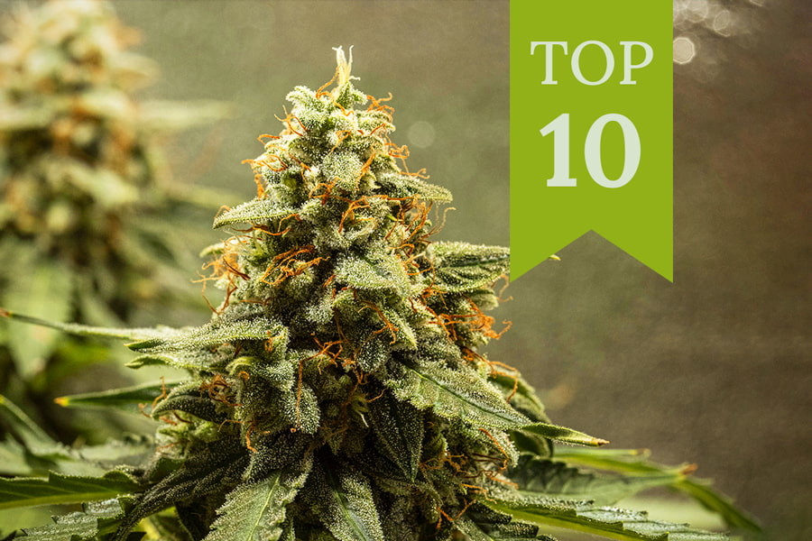 Top 10 Autoflowering Cannabis strains
