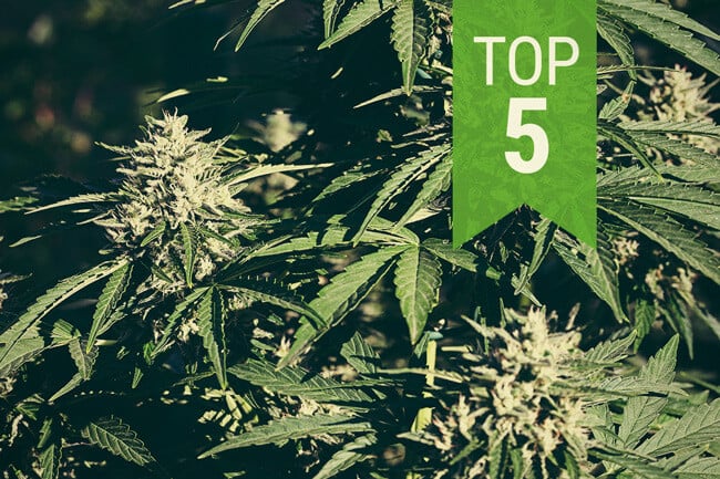 Top 5 Auto Cannabis Strains for Warm Climates in 2025
