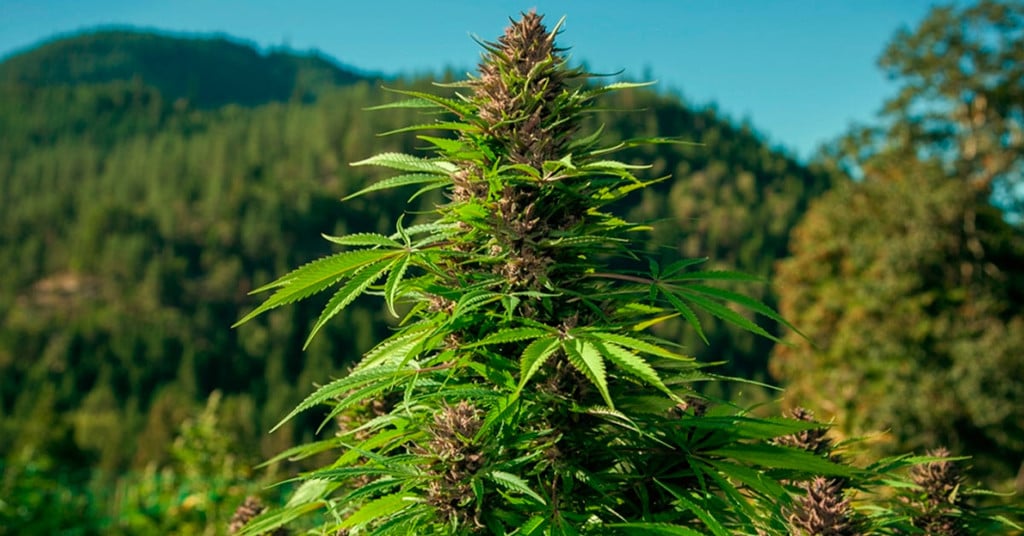 Landrace Cannabis - In Search of The Missing Genotype