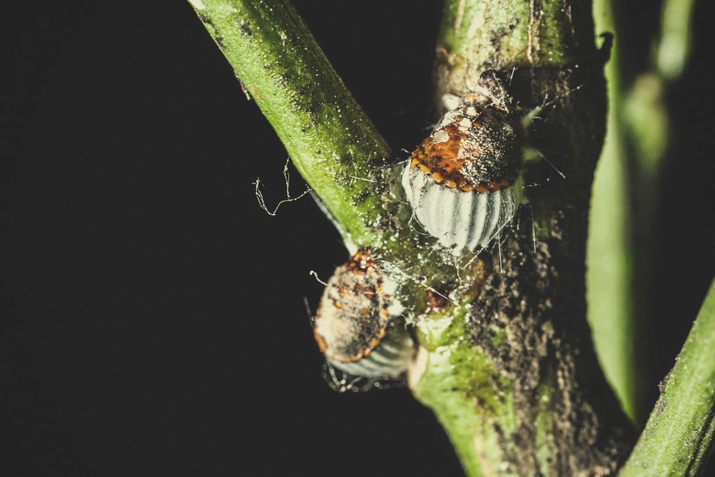 How To Protect Your Cannabis Plants From Cochineal Invasions