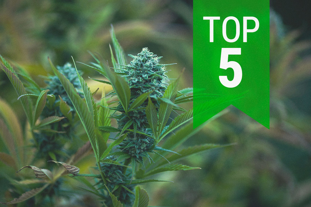 Top 5 Auto Strains for Cold Climates in 2023