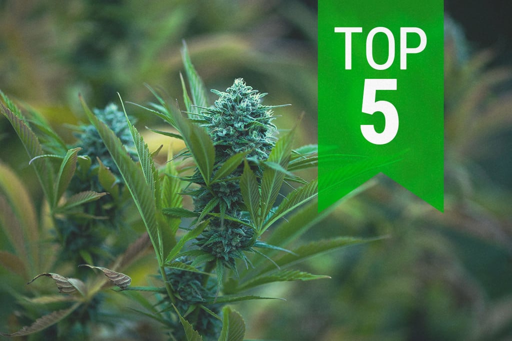Top 5 Auto Strains for Cold Climates in 2026
