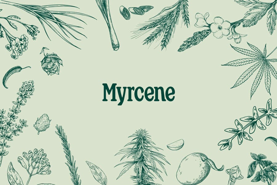 Myrcene: An Abundant Terpene With Surprising Benefits