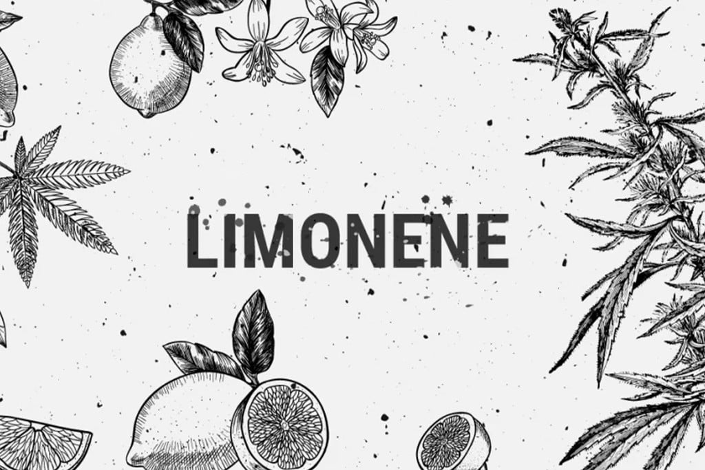 Limonene: A Medical, Recreational And Flavorful Terpene