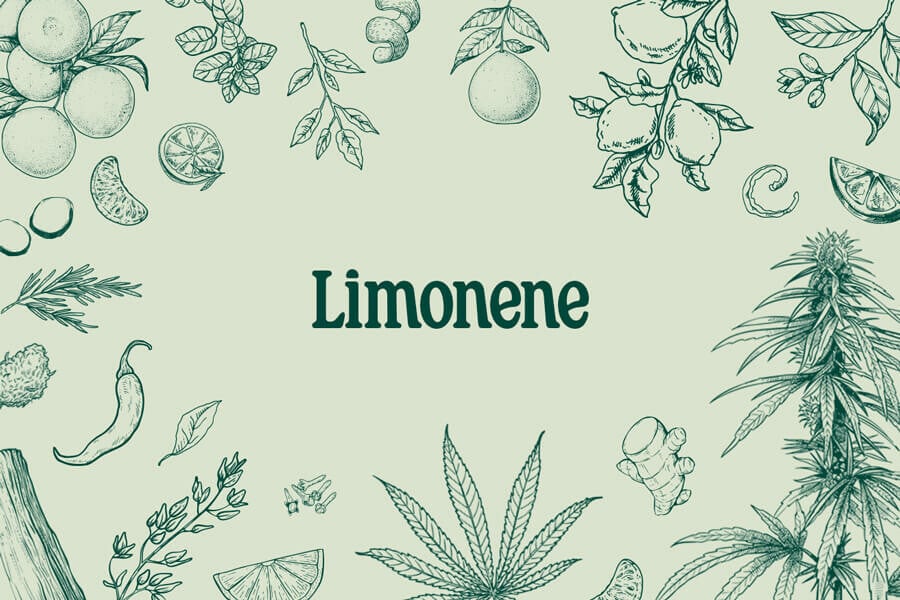 Limonene: A Medical, Recreational And Flavorful Terpene