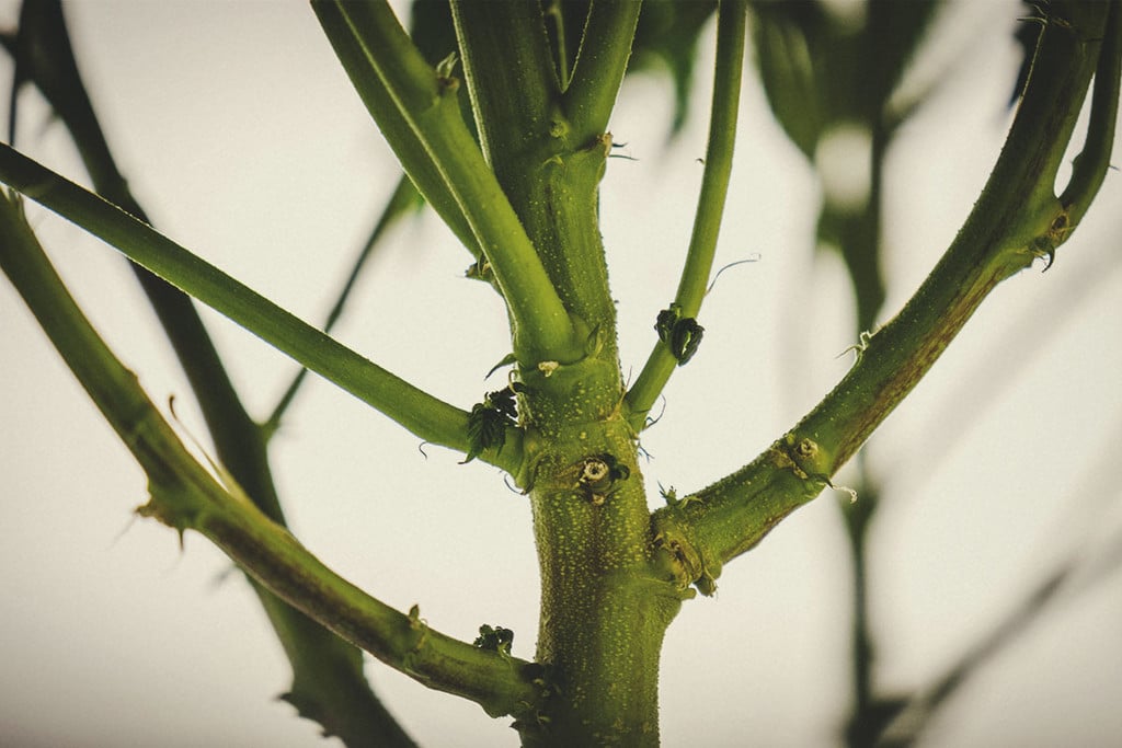 How To Put Your Cannabis Stems To Good Use Rqs Blog