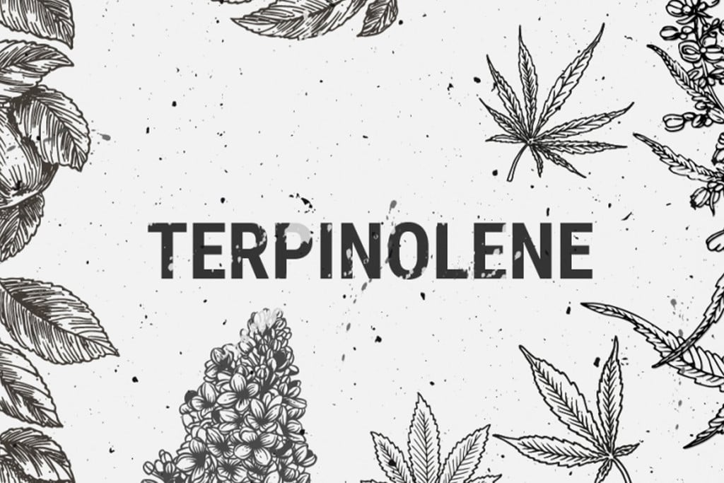 Terpinolene: Everything You Need to Know 