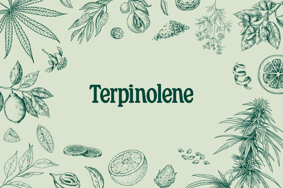 Terpinolene: Everything You Need to Know 