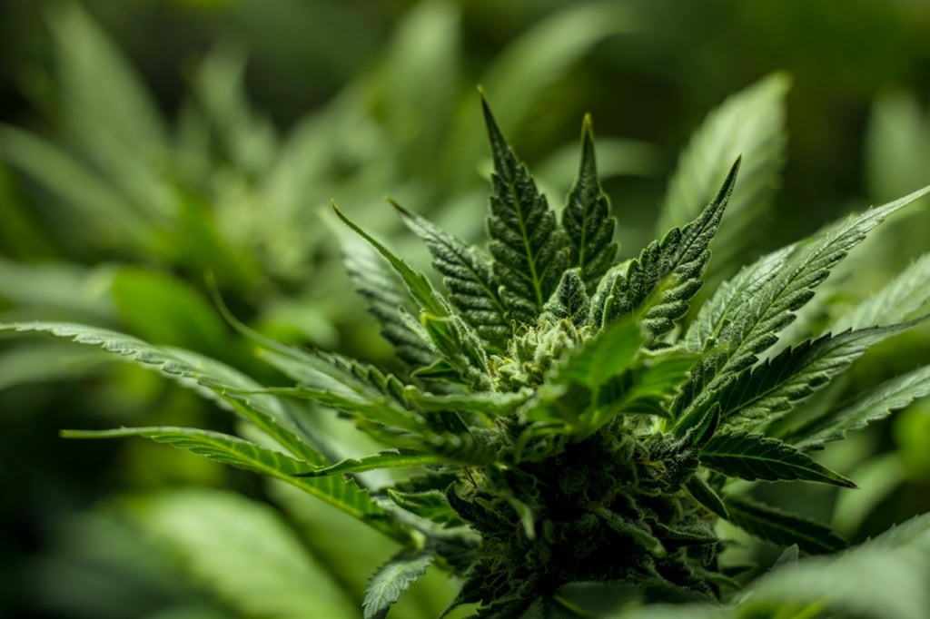 What To Do When Your Indoor Cannabis Won’t Flower