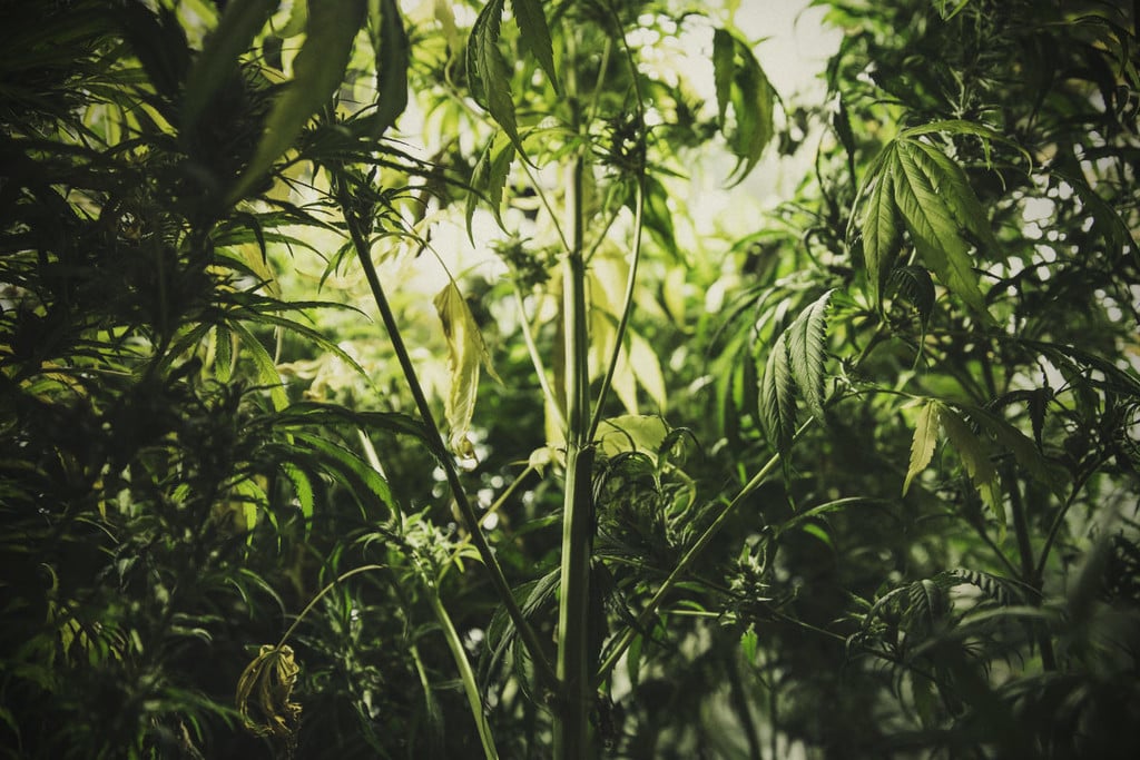 How to Control and Prevent Stretching in Cannabis Plants