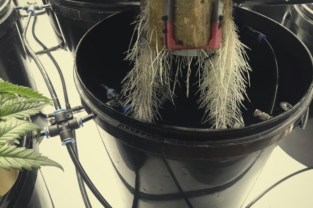 Aeroponics: Using Air To Grow Healthy Cannabis Plants