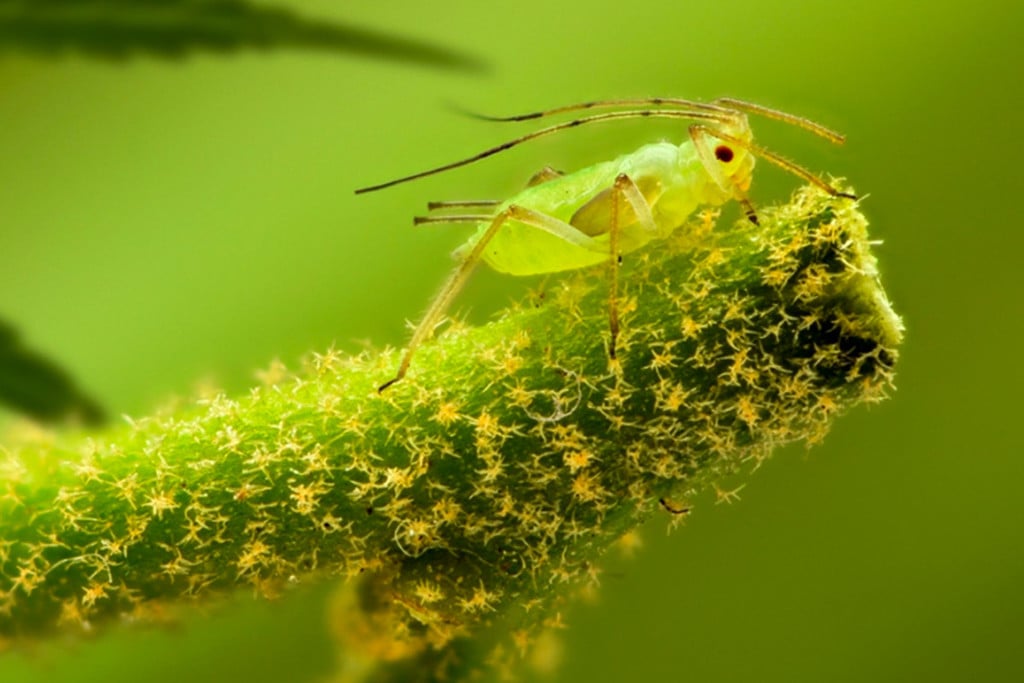 How To Spot, Treat, And Prevent Aphids On Cannabis Plants