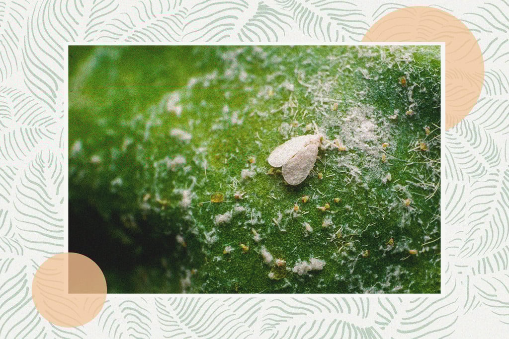 Cannabis And Whitefly: How To Control And Prevent Them