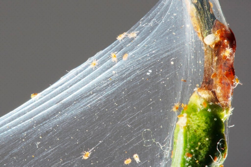 How to Prevent Spider Mites In Cannabis Plants