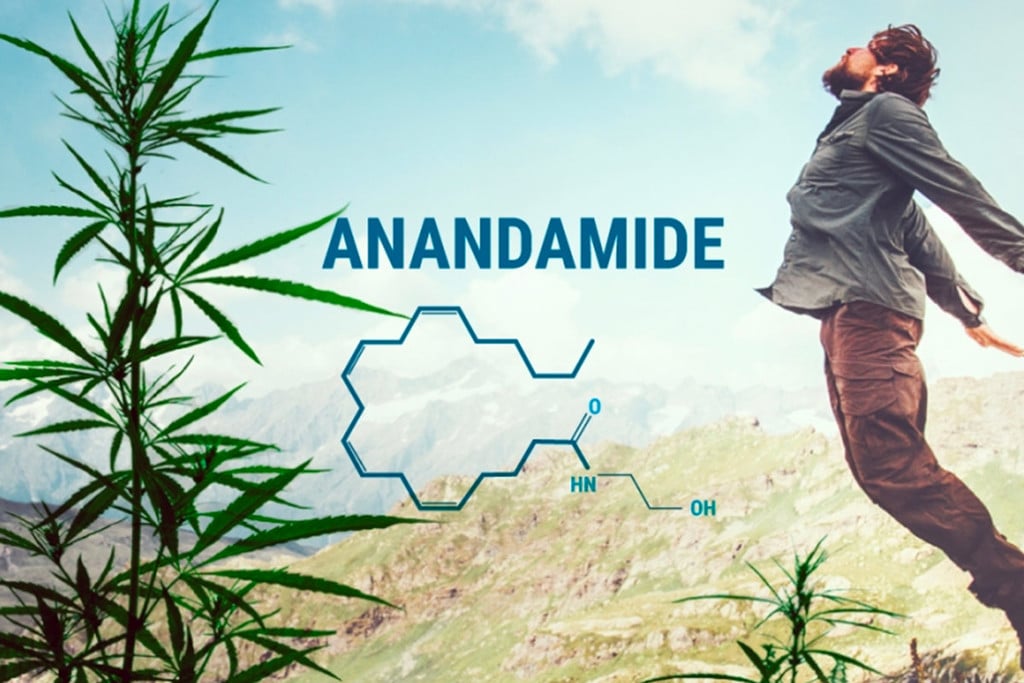 Understanding Anandamide and Its Relationship to THC and CBD