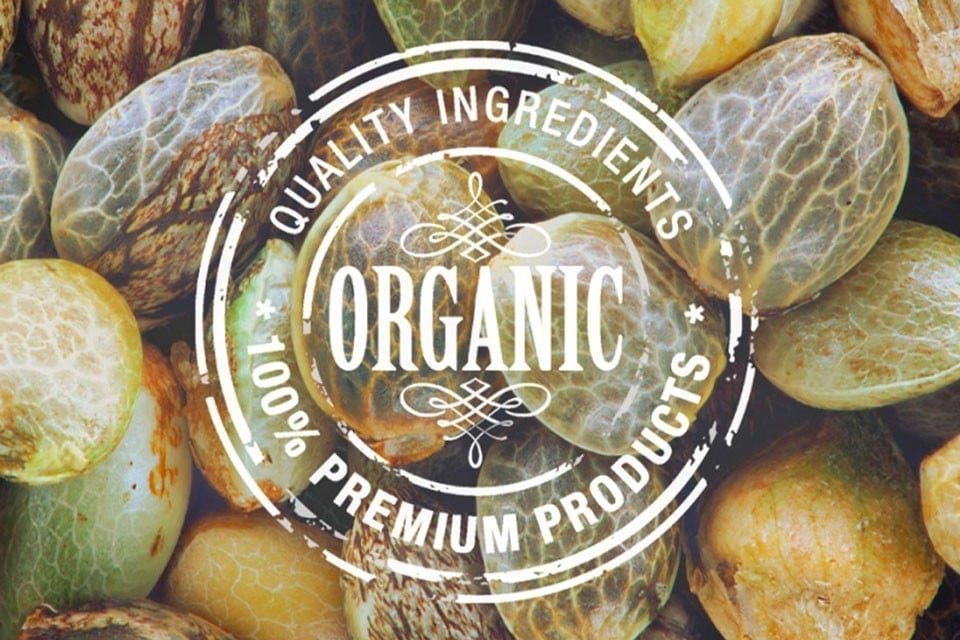 Cannabis Has The Potential To Lead The Wellness Industry