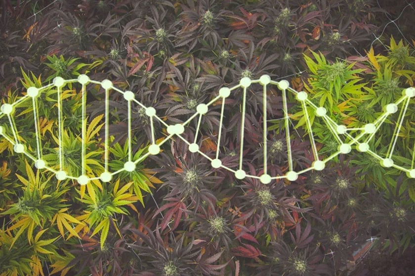 Breeding And Preserving Cannabis Genetics At Home