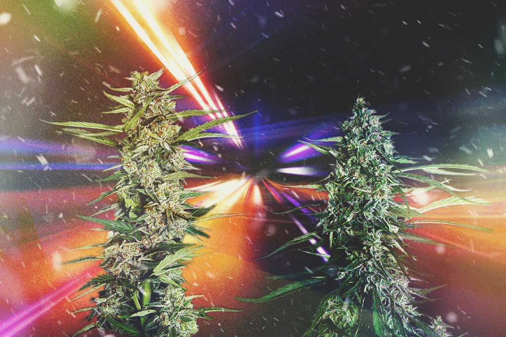 Fastest Cannabis Strains of 2025