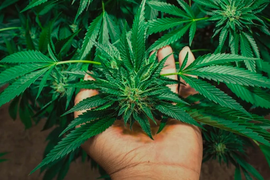 What Is Charas And How Is It Made?