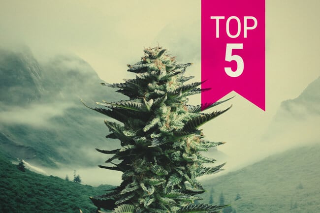 The 5 Best Sativa Strains For Northern Climates In 2023