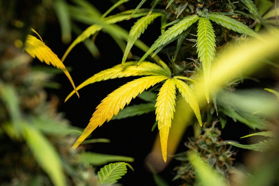 Yellow Cannabis Leaves