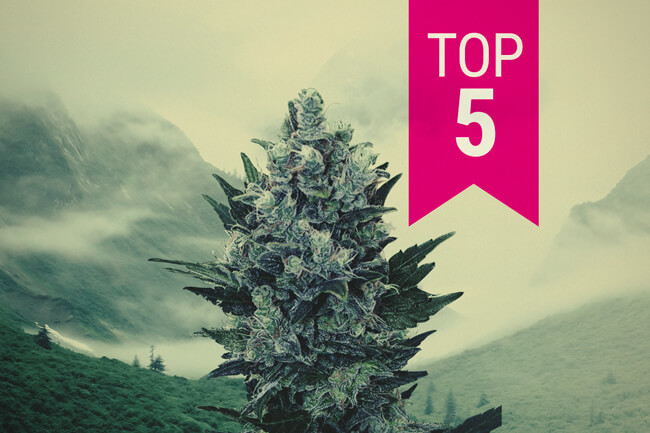 The top 5 indica strains to grow in northern climates in 2026