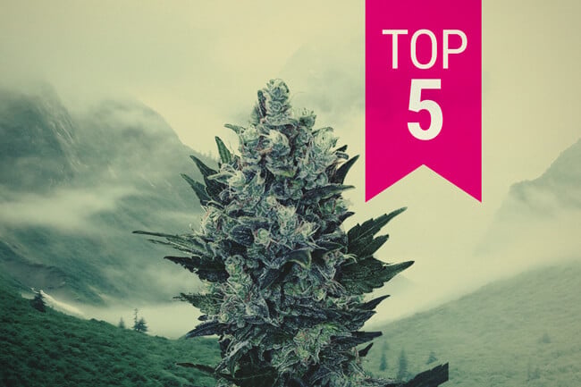 The top 5 indica strains to grow in northern climates in 2026