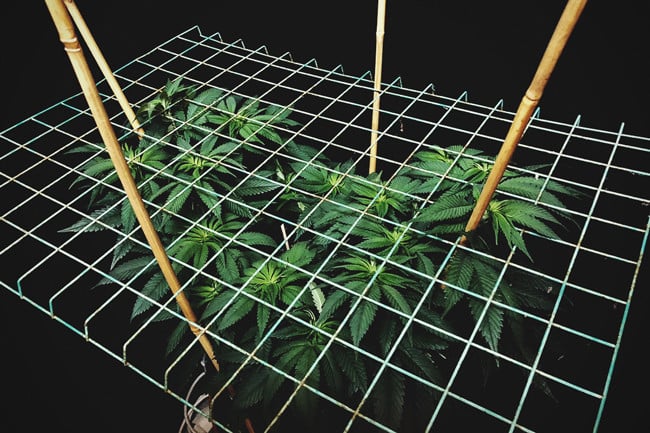 Growing cannabis with the SCROG (Screen of green) method