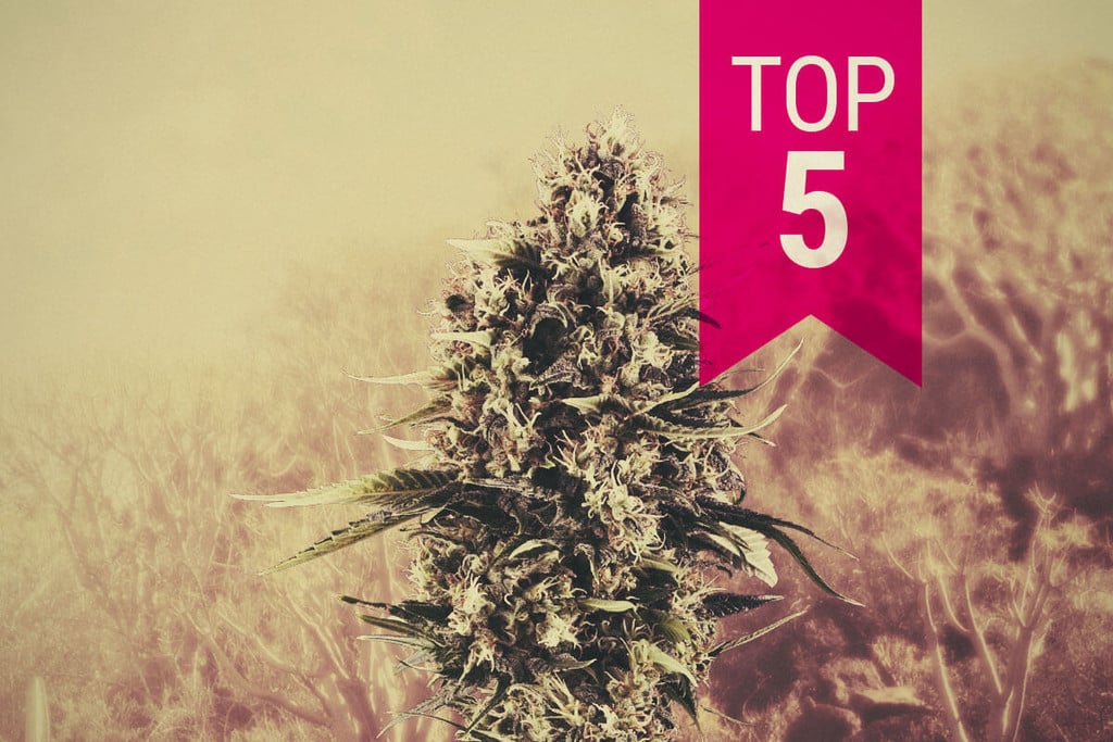 Our Top 5 Sativa Strains For Warm Climates
