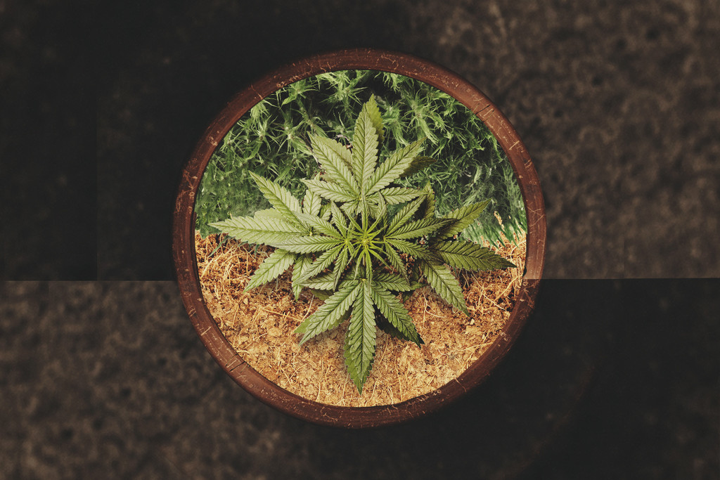 Growing Cannabis In Coco Coir Or Peat Moss - RQS Blog