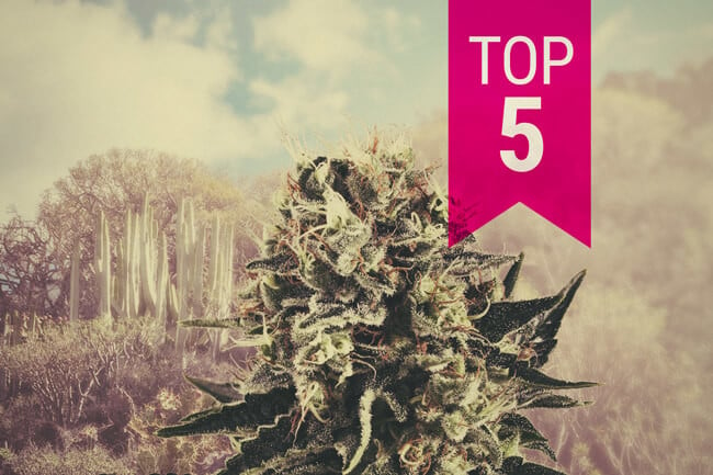 Our Top 5 Indica Strains For Warm Climates In 2023