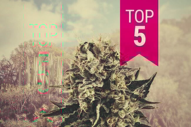 Our Top 5 Indica Strains For Warm Climates In 2025